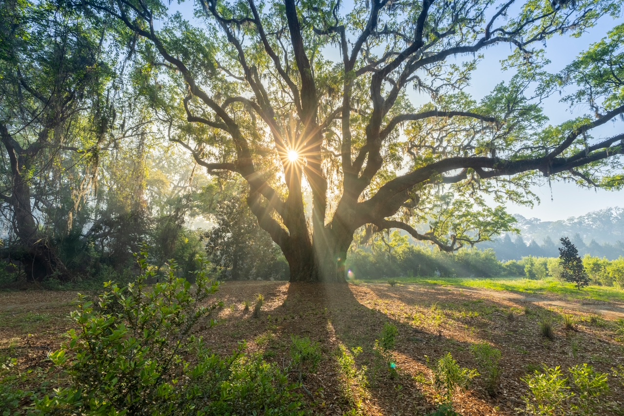  2026 Tree of the Year Old Ironsides