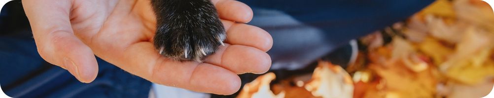 a paw in a hand