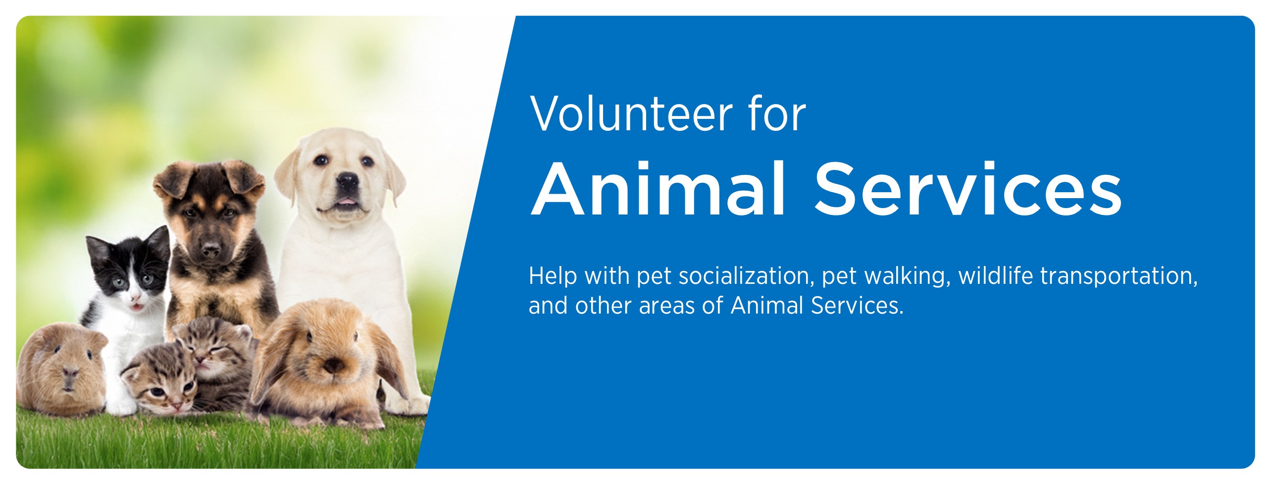 Animal Services cover photo with different species of animals.