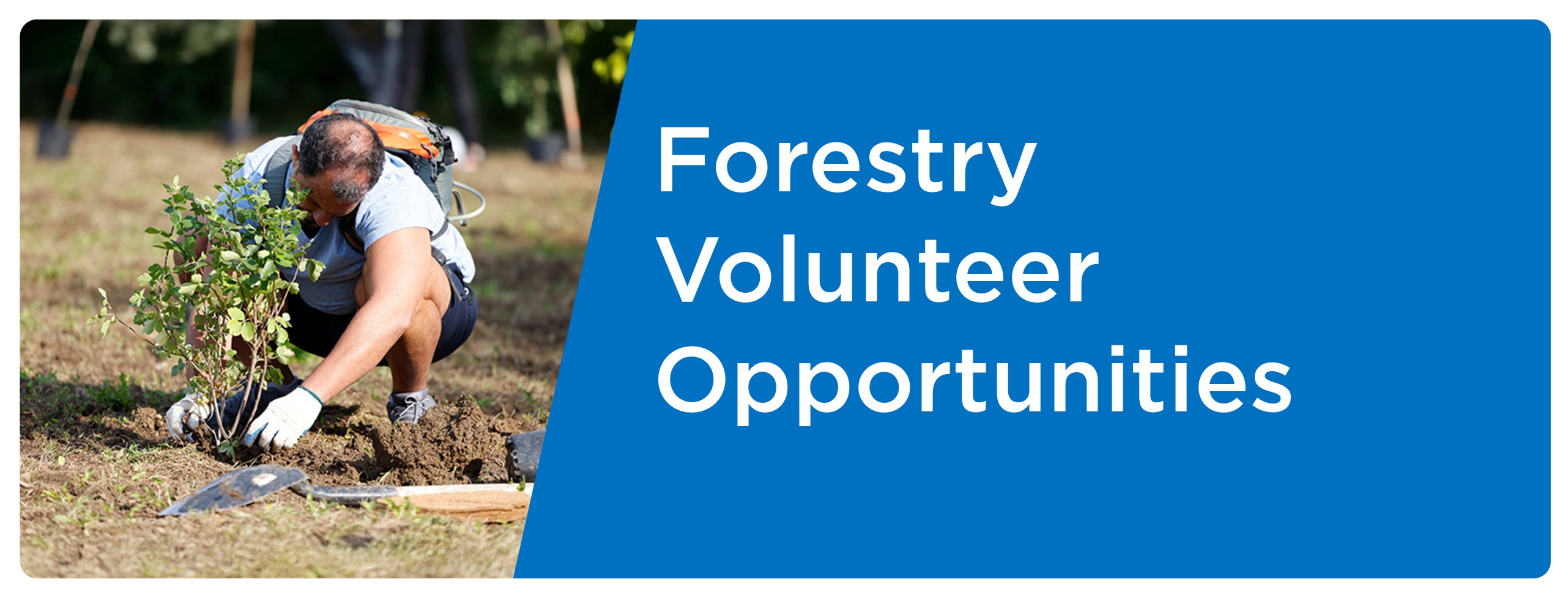 Cover photo for the Forestry Volunteer Opportunities page. This image is decorative.