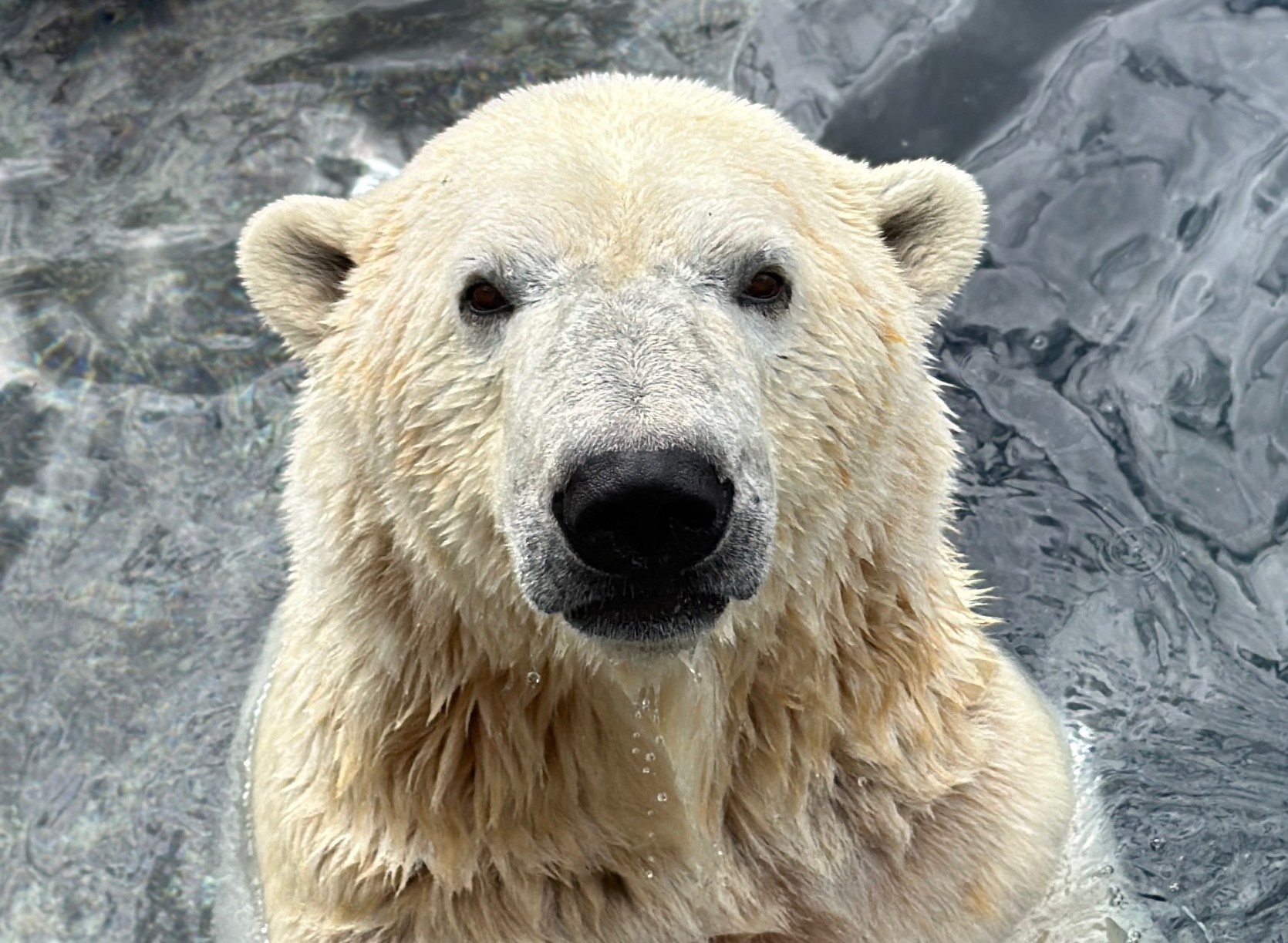 Polar Bear Yellé