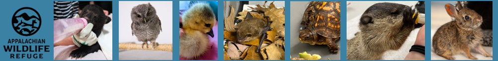 Appalachian Wild's Home Page