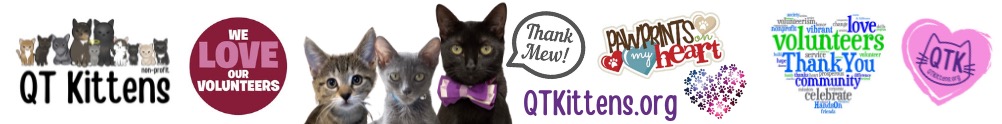 QT Kittens - We Love our Volunteers! Thank MEW!