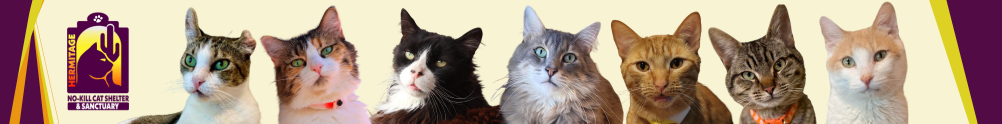 Hermitage No-Kill Cat Shelter & Sanctuary's Home Page