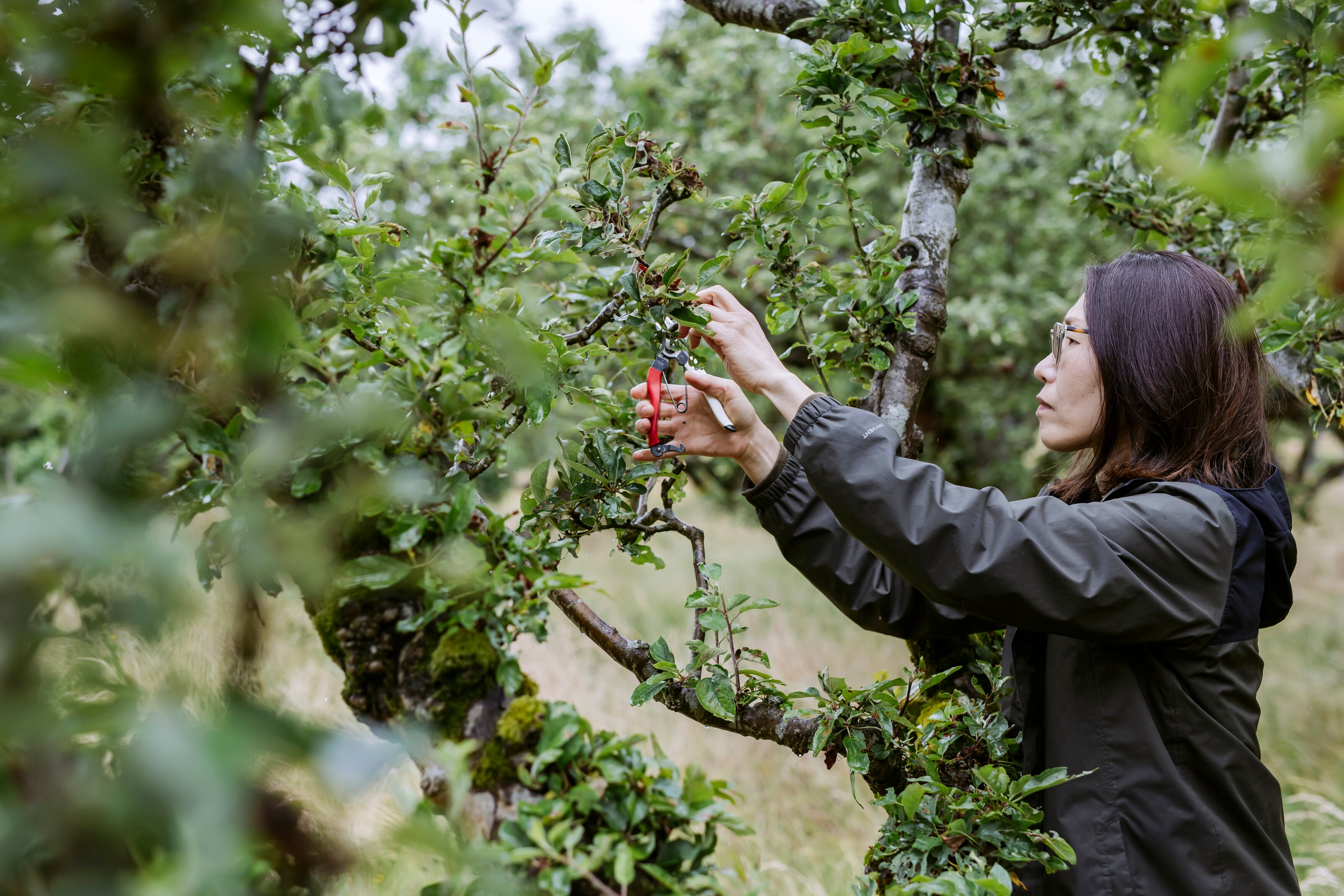 Pruning an apple tree