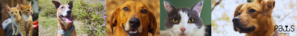 PAWS Atlanta's Home Page