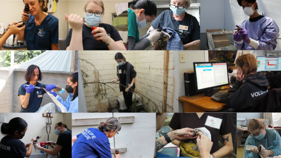 Collage of volunteers in various roles at TWC