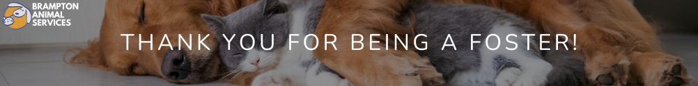 Brampton Animal Services Fosters's Banner