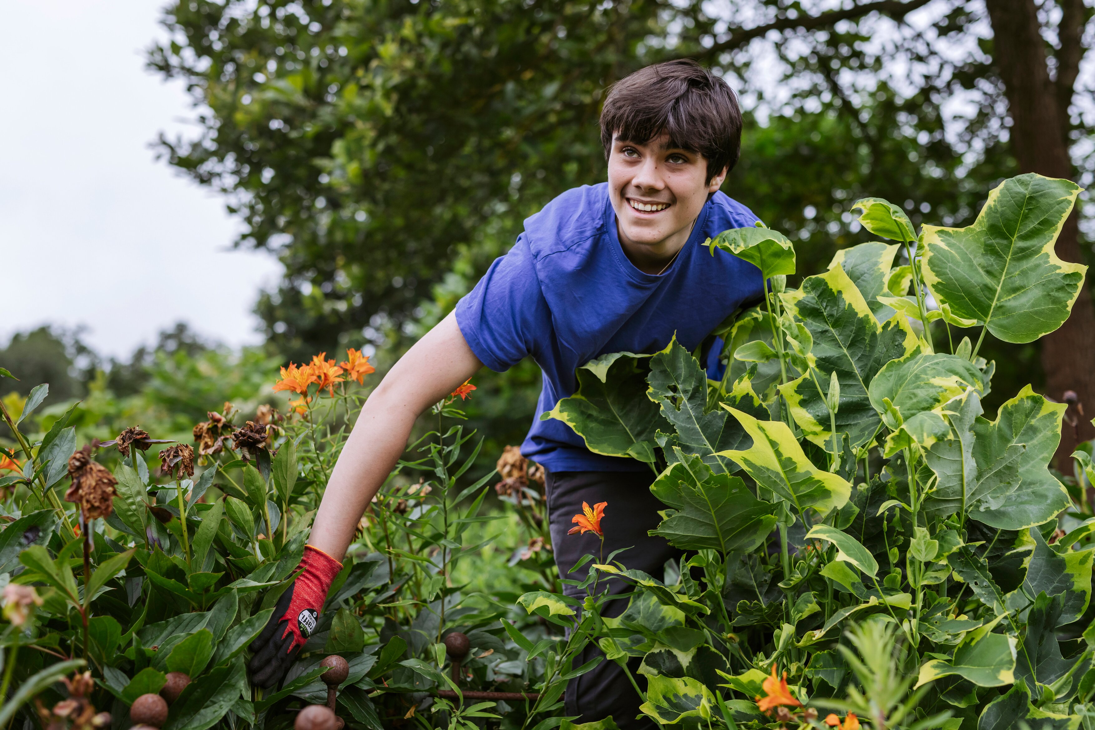 Work experience student in a plant border