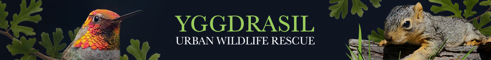 Yggdrasil Urban Wildlife Rescue's Home Page
